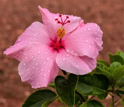 Tropical Hibiscus (Hibiscus rosa-sinensis) - real photo