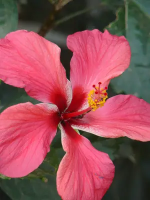 Tropical Hibiscus (Hibiscus rosa-sinensis) - real photo