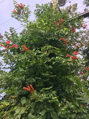 Trumpet Vine (Campsis radicans) - real photo