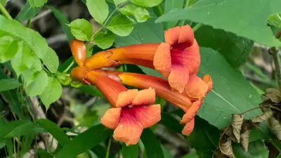 Trumpet Vine (Campsis radicans) - real photo