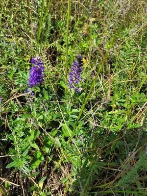Veronica (Veronica spicata) - real photo