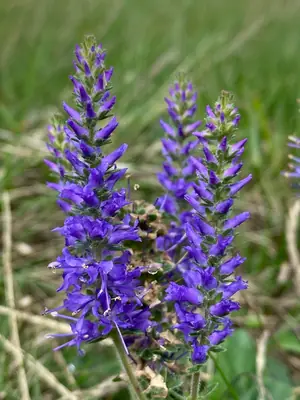 Veronica (Veronica spicata) - real photo