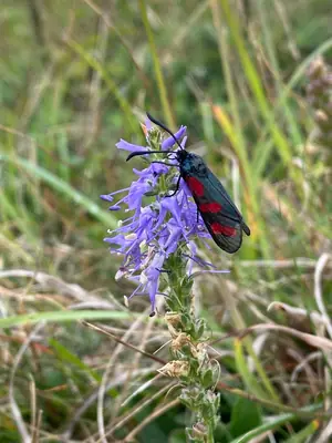 Veronica (Veronica spicata) - real photo