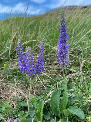 Veronica (Veronica spicata) - real photo