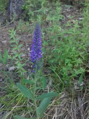Veronica (Veronica spicata) - real photo