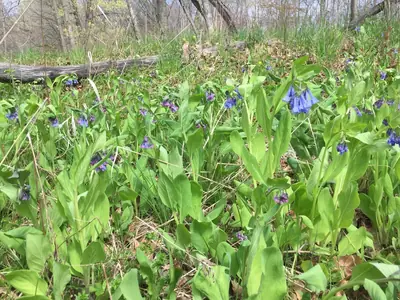 Virginia Bluebells (Mertensia virginica) - real photo