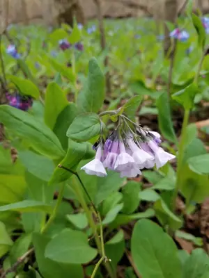 Virginia Bluebells (Mertensia virginica) - real photo