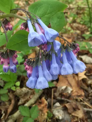 Virginia Bluebells (Mertensia virginica) - real photo