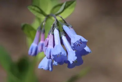 Virginia Bluebells (Mertensia virginica) - real photo