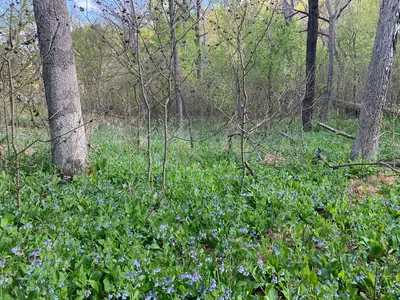 Virginia Bluebells (Mertensia virginica) - real photo