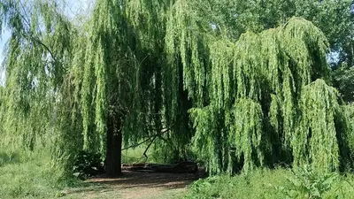 Weeping Willow (Salix babylonica) - real photo