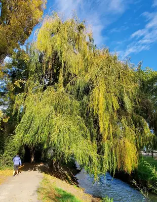 Weeping Willow (Salix babylonica) - real photo