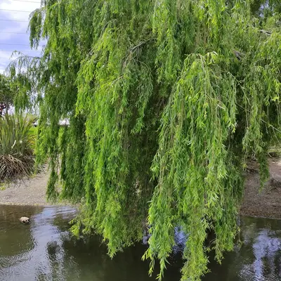 Weeping Willow (Salix babylonica) - real photo