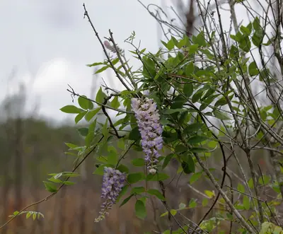 Wisteria - real photo