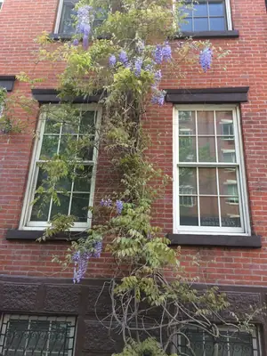 Wisteria - real photo
