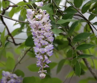 Wisteria - real photo