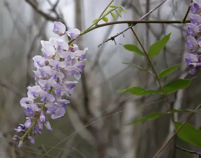 Wisteria - real photo