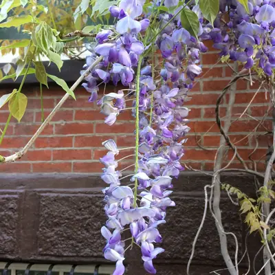 Wisteria - real photo