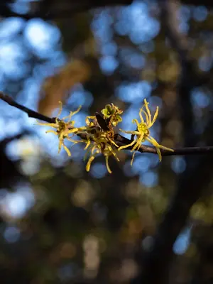 Witch Hazel (Hamamelis) - real photo