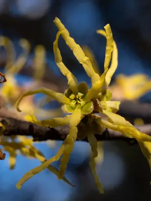Witch Hazel (Hamamelis) - real photo