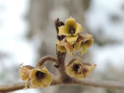 Witch Hazel (Hamamelis) - real photo