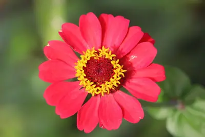 Zinnia (Zinnia elegans) - real photo